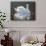 Illuminated Swan-Bruce Dumas-Giclee Print displayed on a wall