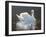 Illuminated Swan-Bruce Dumas-Framed Giclee Print