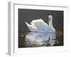 Illuminated Swan-Bruce Dumas-Framed Giclee Print