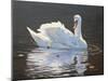 Illuminated Swan-Bruce Dumas-Mounted Giclee Print