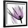 Illuminated Tulip-Albert Koetsier-Framed Photographic Print