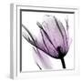 Illuminated Tulip-Albert Koetsier-Framed Photographic Print