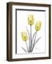 Illuminating Tulip Trio 2-Albert Koetsier-Framed Photographic Print