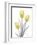 Illuminating Tulip Trio 2-Albert Koetsier-Framed Photographic Print