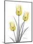 Illuminating Tulip Trio 2-Albert Koetsier-Mounted Photographic Print