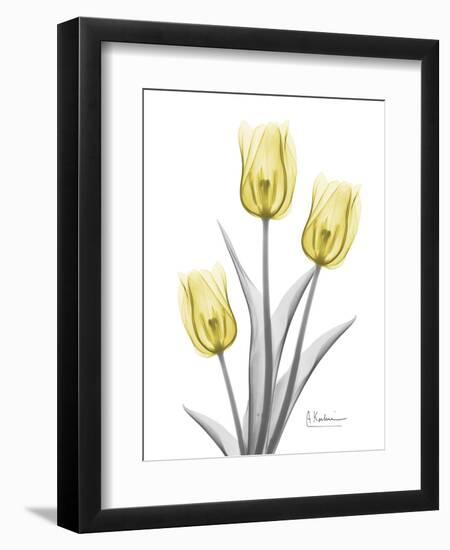 Illuminating Tulip Trio 2-Albert Koetsier-Framed Premium Photographic Print