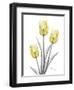 Illuminating Tulip Trio 2-Albert Koetsier-Framed Premium Photographic Print