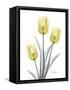 Illuminating Tulip Trio 2-Albert Koetsier-Framed Stretched Canvas