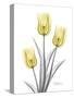 Illuminating Tulip Trio 2-Albert Koetsier-Stretched Canvas