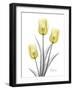 Illuminating Tulip Trio 2-Albert Koetsier-Framed Photographic Print