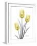 Illuminating Tulip Trio 2-Albert Koetsier-Framed Photographic Print