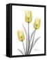 Illuminating Tulip Trio 2-Albert Koetsier-Framed Stretched Canvas