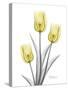 Illuminating Tulip Trio 2-Albert Koetsier-Stretched Canvas