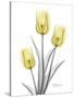 Illuminating Tulip Trio 2-Albert Koetsier-Stretched Canvas