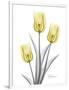 Illuminating Tulip Trio 2-Albert Koetsier-Framed Photographic Print