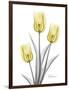 Illuminating Tulip Trio 2-Albert Koetsier-Framed Photographic Print