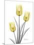 Illuminating Tulip Trio 2-Albert Koetsier-Mounted Photographic Print