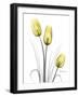 Illuminating Tulip Trio-Albert Koetsier-Framed Photographic Print