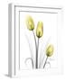 Illuminating Tulip Trio-Albert Koetsier-Framed Photographic Print