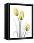 Illuminating Tulip Trio-Albert Koetsier-Framed Stretched Canvas