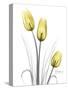 Illuminating Tulip Trio-Albert Koetsier-Stretched Canvas