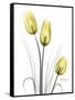 Illuminating Tulip Trio-Albert Koetsier-Framed Stretched Canvas