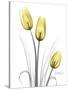 Illuminating Tulip Trio-Albert Koetsier-Stretched Canvas