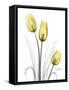 Illuminating Tulip Trio-Albert Koetsier-Framed Stretched Canvas