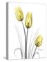 Illuminating Tulip Trio-Albert Koetsier-Stretched Canvas