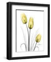 Illuminating Tulip Trio-Albert Koetsier-Framed Premium Photographic Print