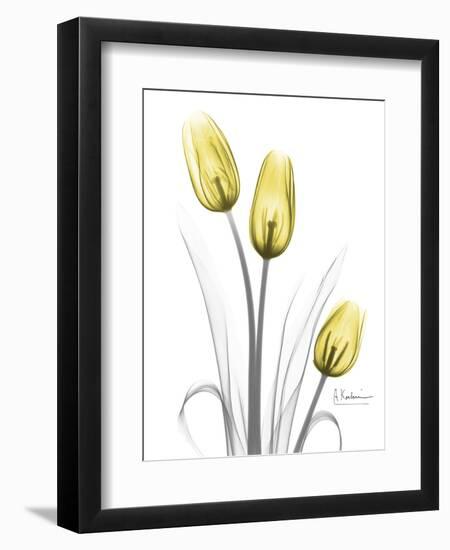 Illuminating Tulip Trio-Albert Koetsier-Framed Premium Photographic Print