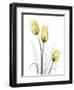 Illuminating Tulip Trio-Albert Koetsier-Framed Premium Photographic Print