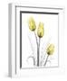 Illuminating Tulip Trio-Albert Koetsier-Framed Premium Photographic Print