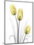 Illuminating Tulip Trio-Albert Koetsier-Mounted Premium Photographic Print