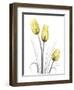 Illuminating Tulip Trio-Albert Koetsier-Framed Photographic Print