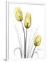 Illuminating Tulip Trio-Albert Koetsier-Framed Photographic Print