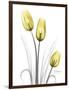 Illuminating Tulip Trio-Albert Koetsier-Framed Photographic Print