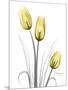 Illuminating Tulip Trio-Albert Koetsier-Mounted Photographic Print