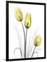 Illuminating Tulip Trio-Albert Koetsier-Framed Photographic Print