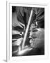 Illumination II-Moises Levy-Framed Premium Photographic Print