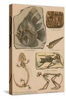 Illustrated Geology and Paleontology-Science Source-Stretched Canvas