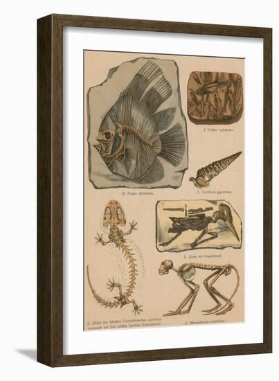 Illustrated Geology and Paleontology-Science Source-Framed Giclee Print