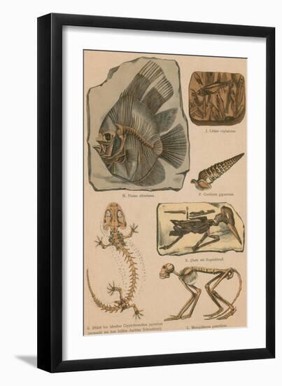 Illustrated Geology and Paleontology-Science Source-Framed Giclee Print