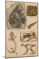 Illustrated Geology and Paleontology-Science Source-Mounted Giclee Print