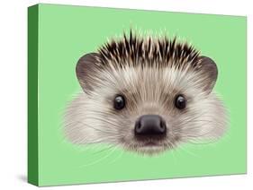 Illustrated Portrait of Hedgehog. Cute Head of Wild Spiny Mammal on Green Background.-ant_art-Stretched Canvas