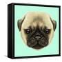 Illustrated Portrait of Pug Puppy. Cute Fluffy Fawn Face of Domestic Dog on Blue Background.-ant_art-Framed Stretched Canvas