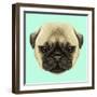 Illustrated Portrait of Pug Puppy. Cute Fluffy Fawn Face of Domestic Dog on Blue Background.-ant_art-Framed Art Print