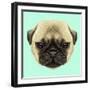 Illustrated Portrait of Pug Puppy. Cute Fluffy Fawn Face of Domestic Dog on Blue Background.-ant_art-Framed Art Print