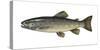 Illustration, Brook-Trout, Salmo Trutta Forma Fario, Not Freely for Book-Industry, Series-Carl-Werner Schmidt-Luchs-Stretched Canvas