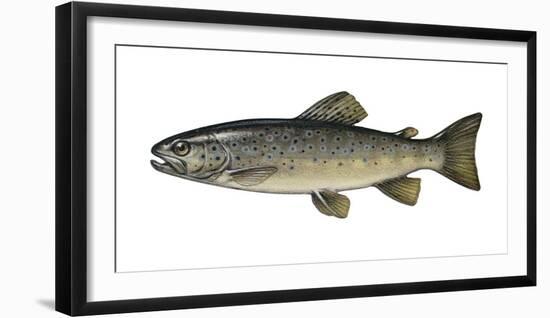 Illustration, Brook-Trout, Salmo Trutta Forma Fario, Not Freely for Book-Industry, Series-Carl-Werner Schmidt-Luchs-Framed Photographic Print